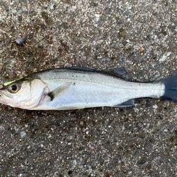 セイゴ（マルスズキ）