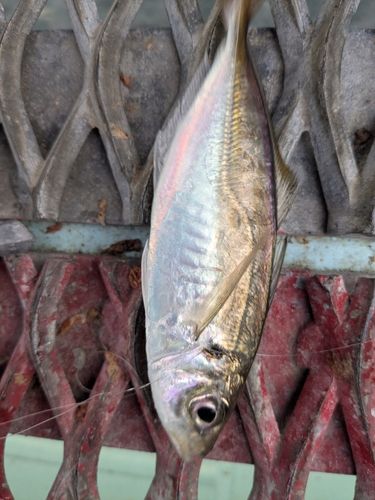 本牧海づり施設