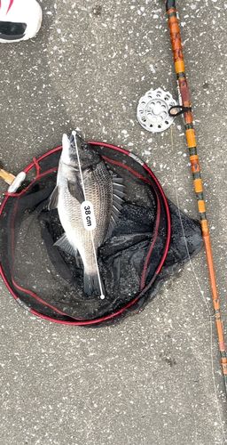 クロダイの釣果