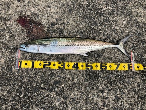 サワラの釣果