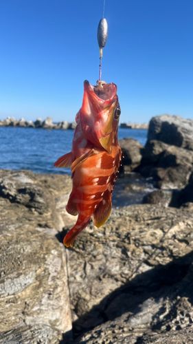 アカハタの釣果