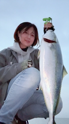 ハマチの釣果