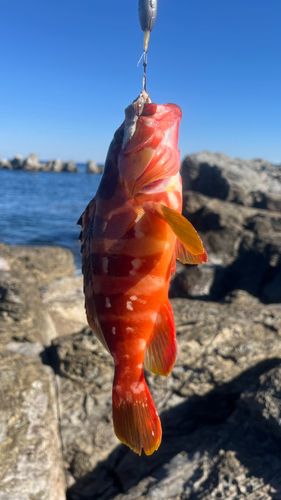 アカハタの釣果