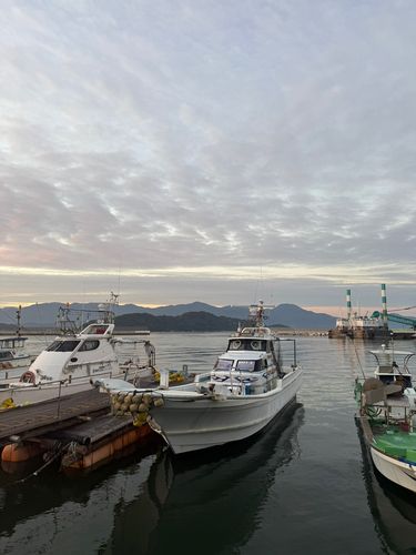 イシダイの釣果