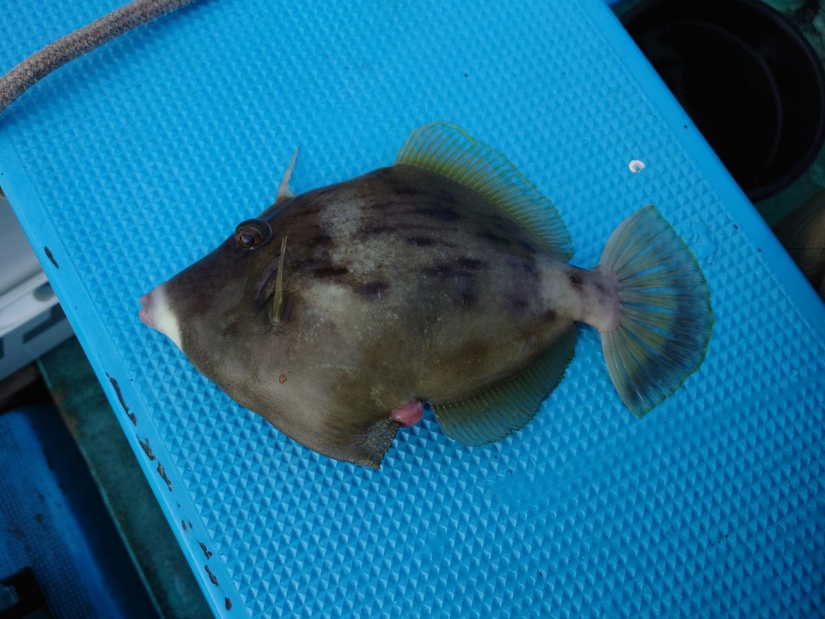 カワハギ太郎さんの釣果 2枚目の画像