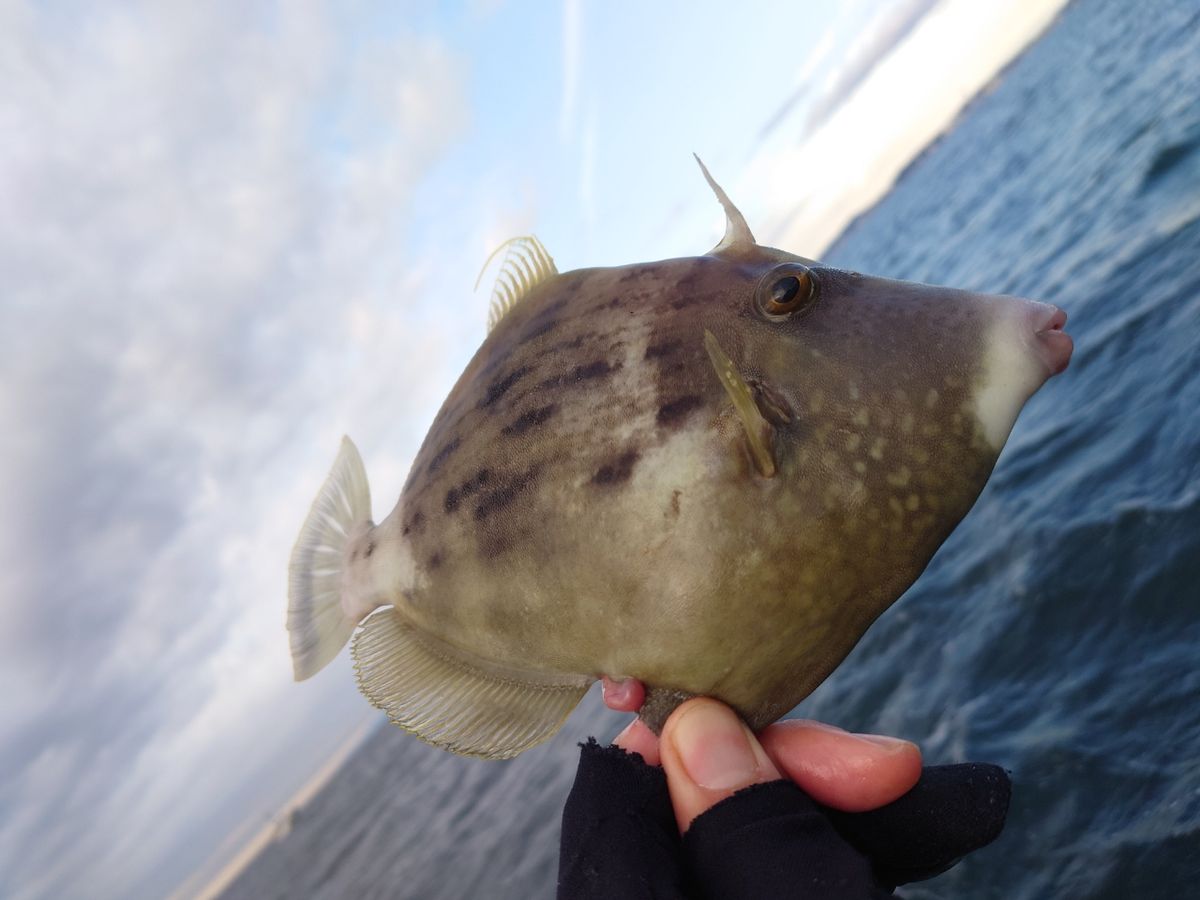 カワハギ太郎さんの釣果 3枚目の画像