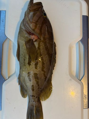 ホウキハタの釣果