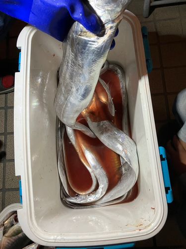 タチウオの釣果