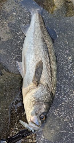 マルスズキの釣果