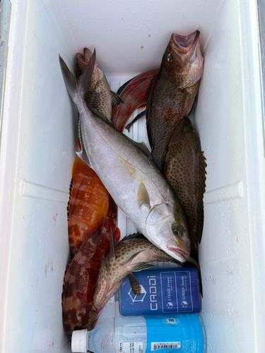 カンパチの釣果