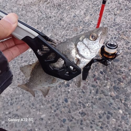 セイゴ（ヒラスズキ）の釣果