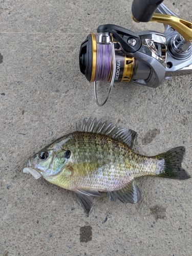 ブルーギルの釣果