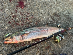 サゴシの釣果