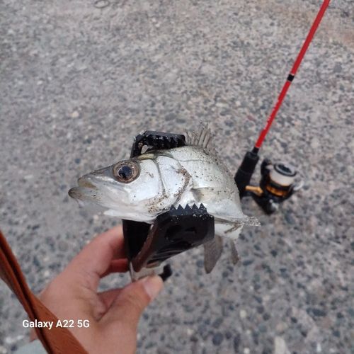 セイゴ（ヒラスズキ）の釣果