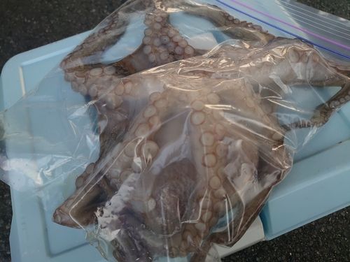 金沢水際線緑地（福浦岸壁）