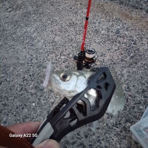 セイゴ（ヒラスズキ）の釣果