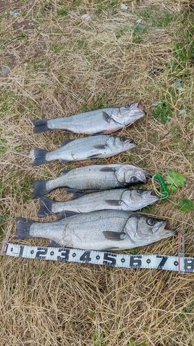 ヒラスズキの釣果