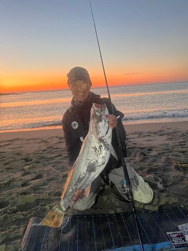 オオニベの釣果