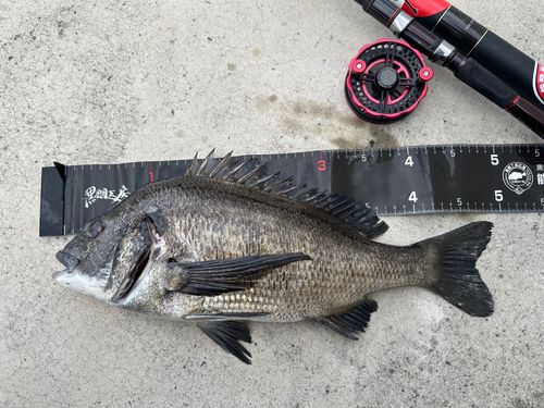 チヌの釣果
