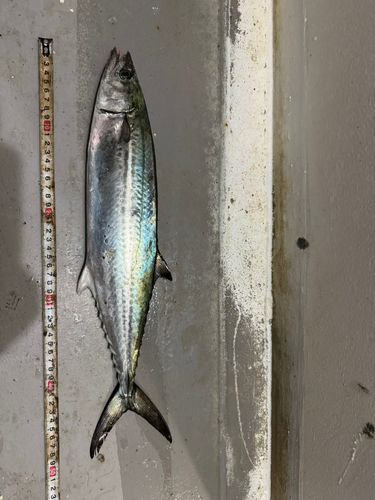 サゴシの釣果