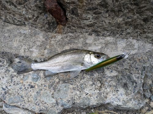 セイゴ（ヒラスズキ）の釣果