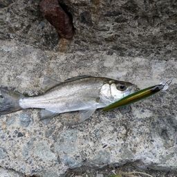 セイゴ（ヒラスズキ）