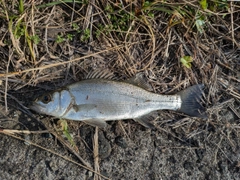 セイゴ（ヒラスズキ）の釣果