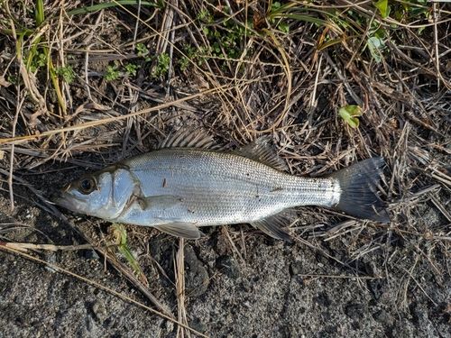 セイゴ（ヒラスズキ）の釣果