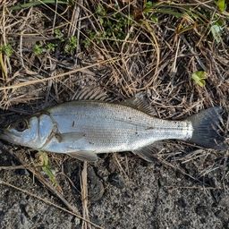 セイゴ（ヒラスズキ）