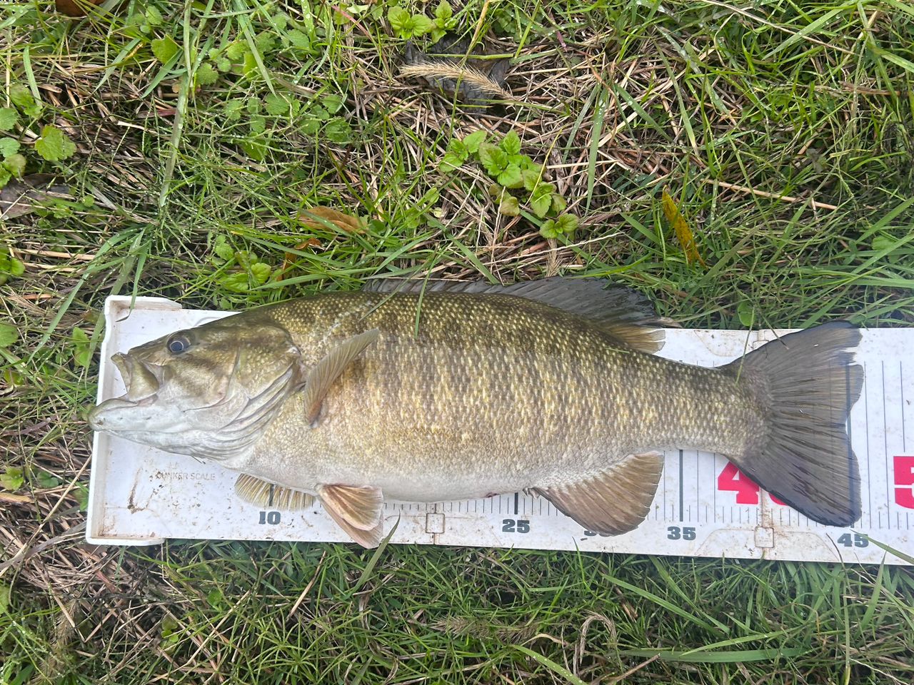 スモールマウスバス