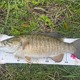 スモールマウスバス