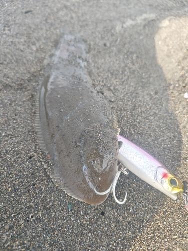 シタビラメの釣果