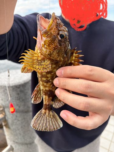 アカメバルの釣果