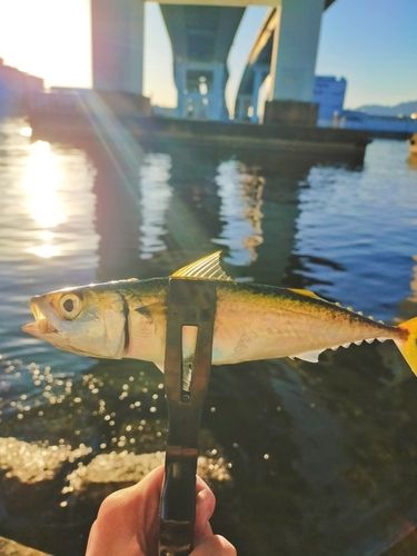 南芦屋浜ベランダ