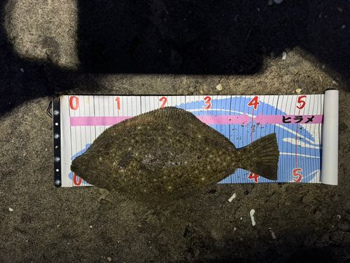 ヒラメの釣果