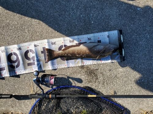 アイナメの釣果