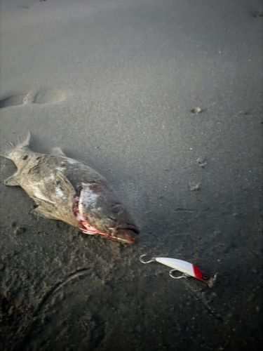 ヒラスズキの釣果