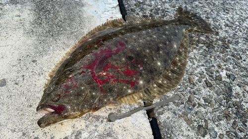 ヒラメの釣果