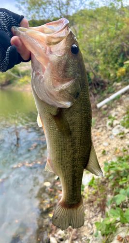 ブラックバスの釣果