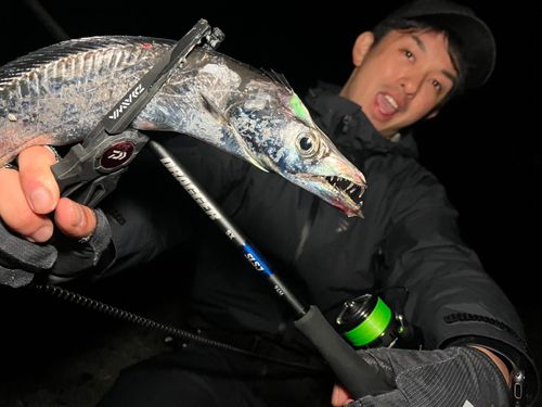 タチウオの釣果