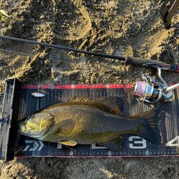 スモールマウスバス