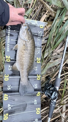 スモールマウスバスの釣果