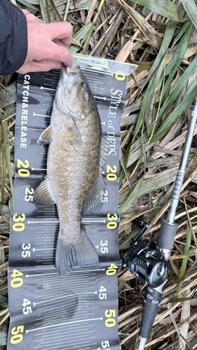 スモールマウスバスの釣果
