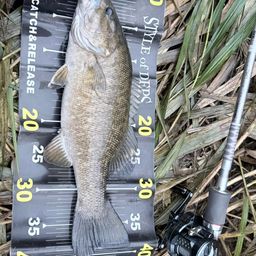 スモールマウスバス