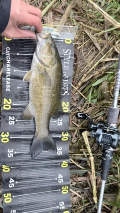 スモールマウスバスの釣果