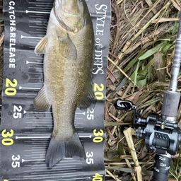 スモールマウスバス