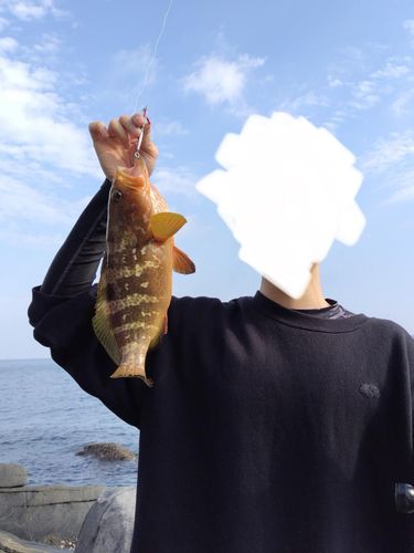 キジハタの釣果