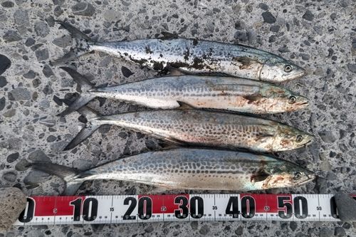 サゴシの釣果