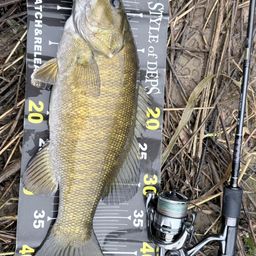 スモールマウスバス