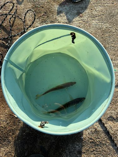 一万トン岸壁（姫路）